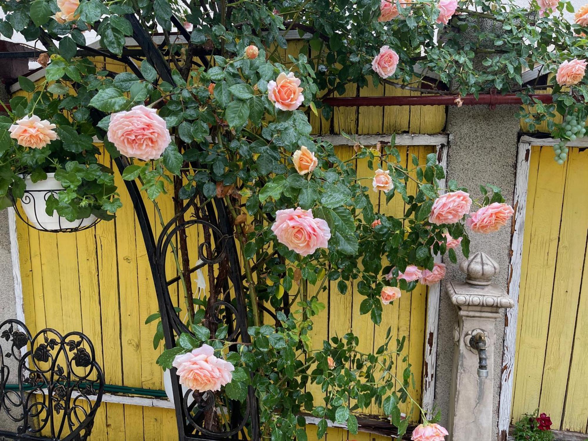 Luxurious Villa With Lush Garden And Huge Terrace Near Herastrau Park Bucharest Luaran gambar